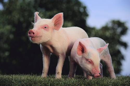 Two Yorkshire Pigs